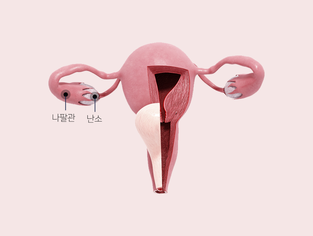 이미지입니다